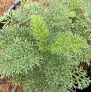 Achillea clusiana - Achillée de l'Ècluse