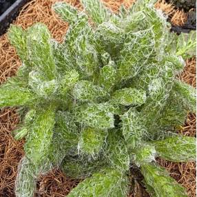 Achillea chrysocoma - Achillée tomenteuse