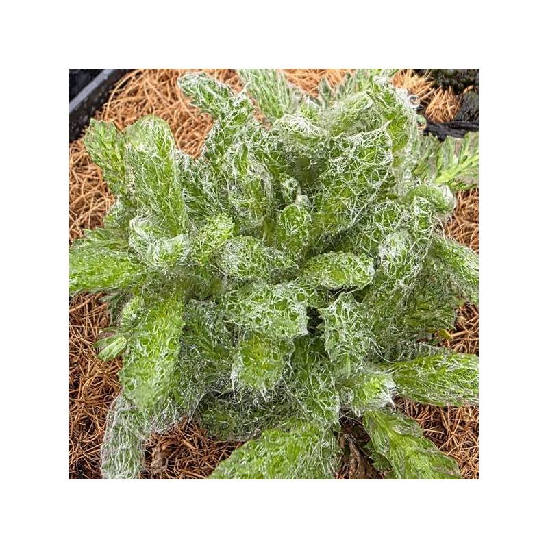 Achillea chrysocoma - Achillée tomenteuse