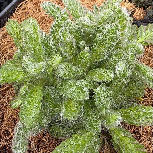 Achillea chrysocoma - Achillée tomenteuse