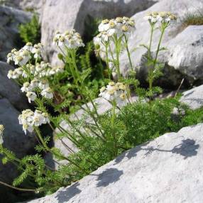 Achillea clusiana - Achillée de l'Ècluse