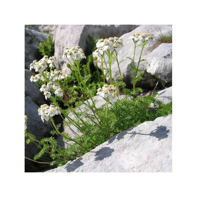 Achillea clusiana - Achillée de l'Ècluse