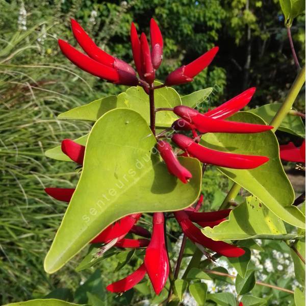 Erythrina crista-galli – érythrine