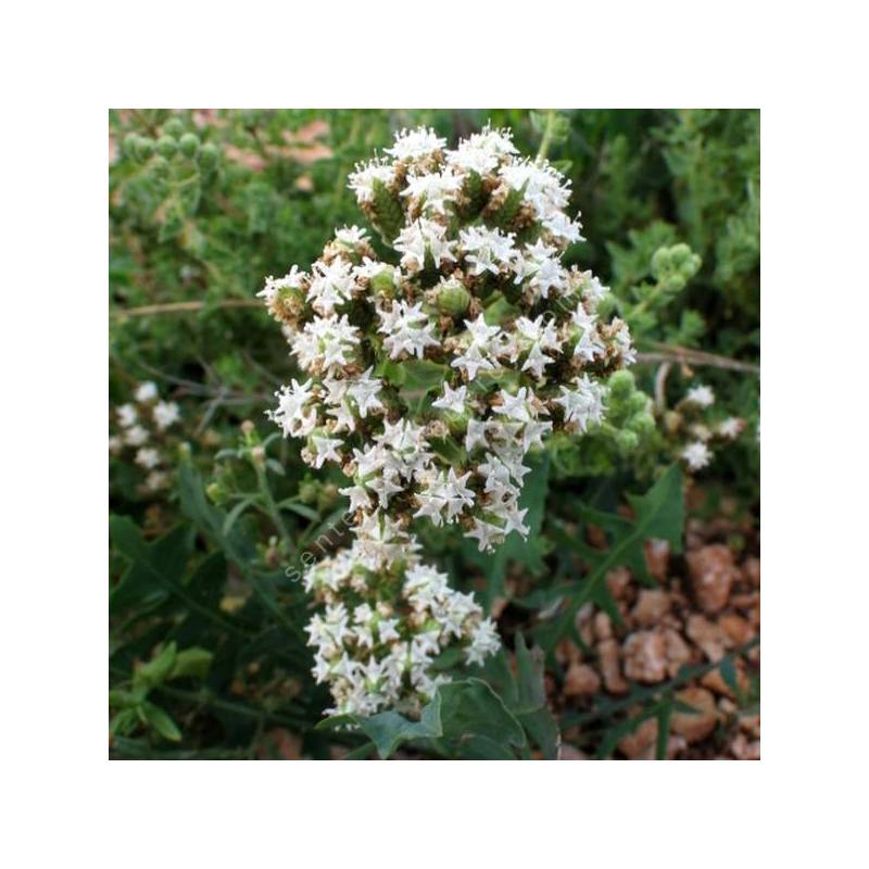 Origanum onites épis floral