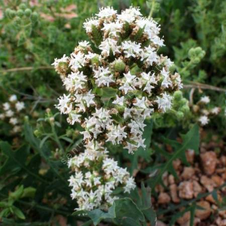 Origanum onites épis floral