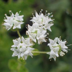 Origanum onites - Origan Grecque