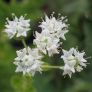 Origanum onites - Origan Grecque