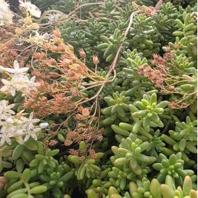 Sedum album - Orpin blanc