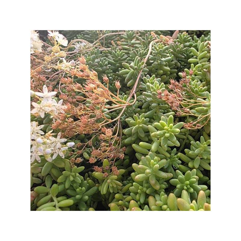 Sedum album - Orpin blanc