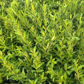 Myrtus communis 'Guilli' - Myrte naine