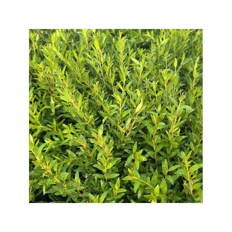 Myrtus communis 'Guilli' - Myrte naine