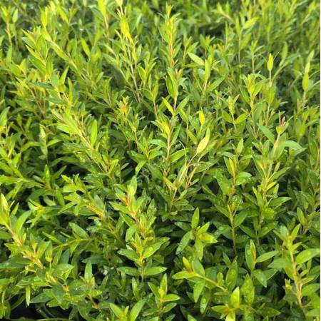Myrtus communis 'Guilli' - Myrte naine