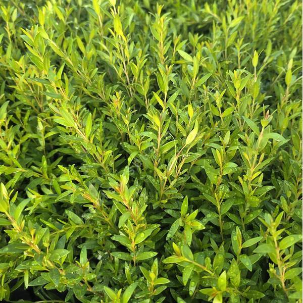 Myrtus communis 'Guilli' - Myrte naine