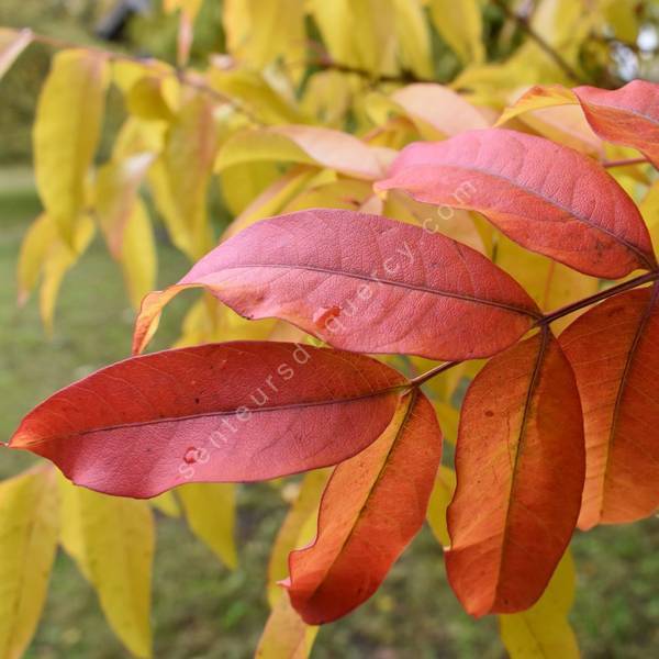 Pistacia chinensis - Pistachier de Chine