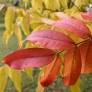 Pistacia chinensis - Pistachier de Chine