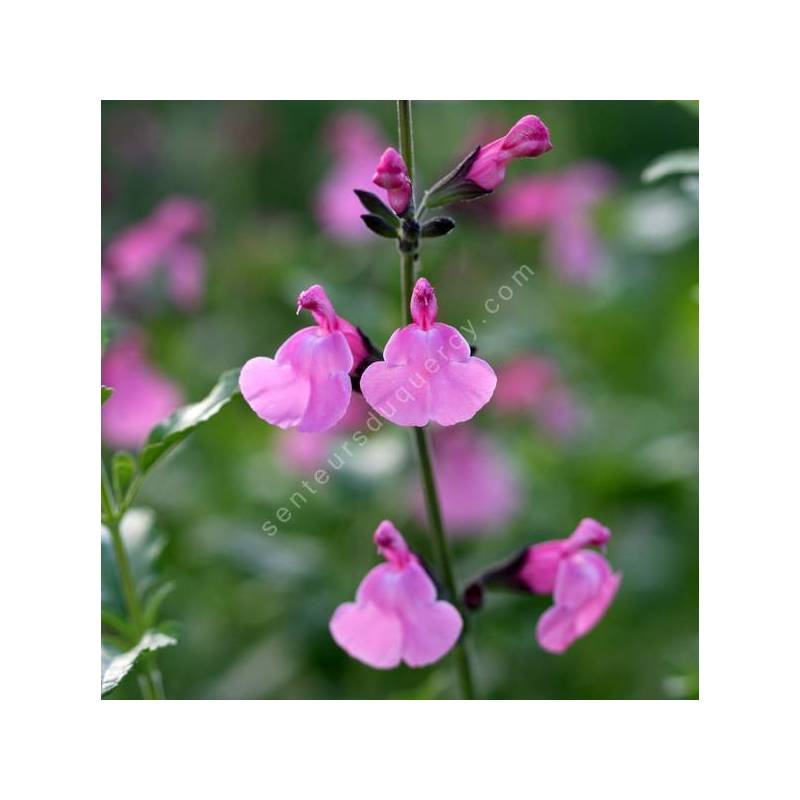 Salvia 'Trenance' - Sauge arbustive rose-violine
