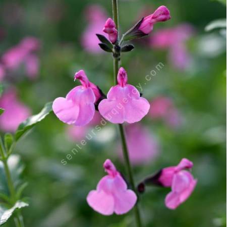Salvia 'Trenance' - Sauge arbustive rose-violine