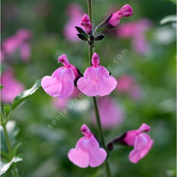 Salvia 'Trenance' - Sauge arbustive rose-violine
