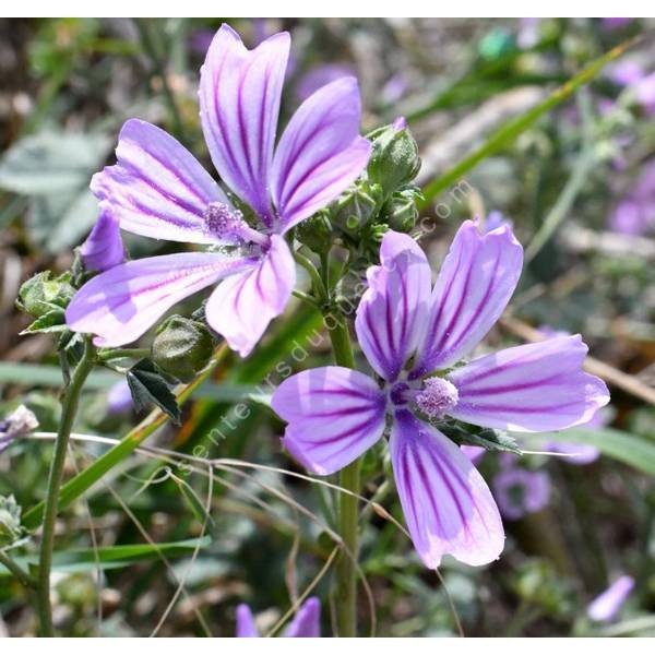Malva sylvestris 'Blue Fountain' - Mauve sylvestre