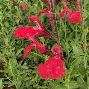 Salvia greggii 'Rouge à Lèvres' - Sauge de Gregg rouge
