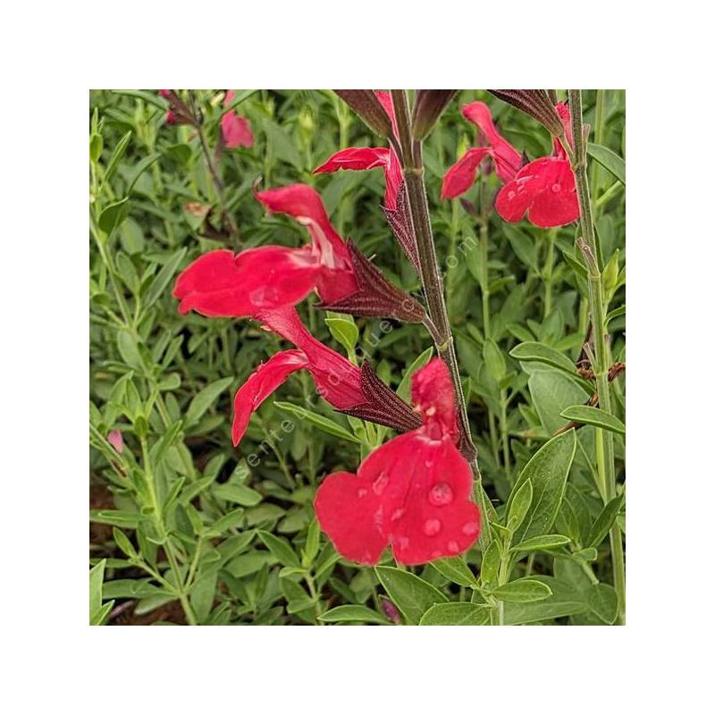 Salvia greggii 'Rouge à Lèvres' - Sauge de Gregg rouge