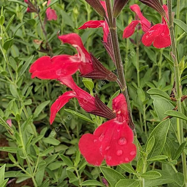 Salvia greggii 'Rouge à Lèvres' - Sauge de Gregg rouge