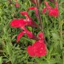 Salvia greggii 'Rouge à Lèvres' - Sauge de Gregg rouge