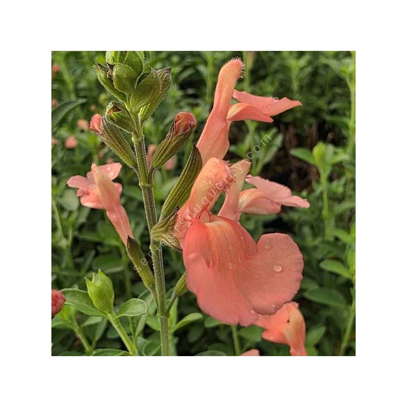 Salvia 'Il Pelligrino' - Sauge arbustive orange-saumon