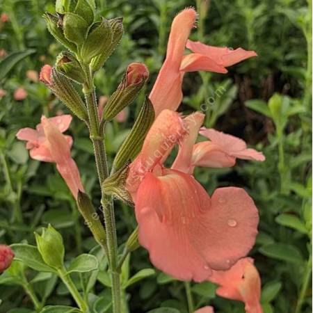 Salvia 'Il Pelligrino' - Sauge arbustive orange-saumon