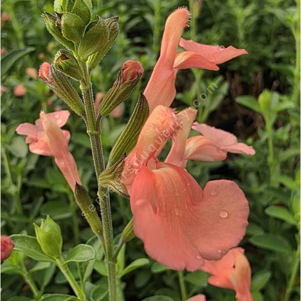 Salvia 'Il Pelligrino' - Sauge arbustive orange-saumon
