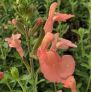 Salvia 'Il Pelligrino' - Sauge arbustive orange-saumon