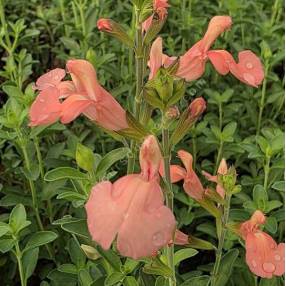 Salvia 'Il Pelligrino' - Sauge arbustive orange-saumon