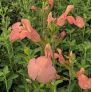 Salvia 'Il Pelligrino' - Sauge arbustive orange-saumon