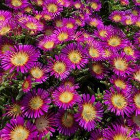 Delosperma 'Solstice Purple Bicolour' - Pourpier vivace rose et jaune