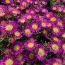 Delosperma 'Solstice Purple Bicolour' - Pourpier vivace rose et jaune