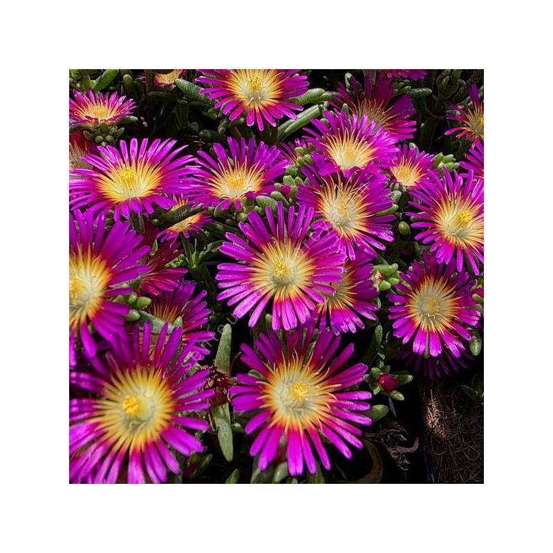 Delosperma 'Solstice Purple Bicolour' - Pourpier vivace rose et jaune