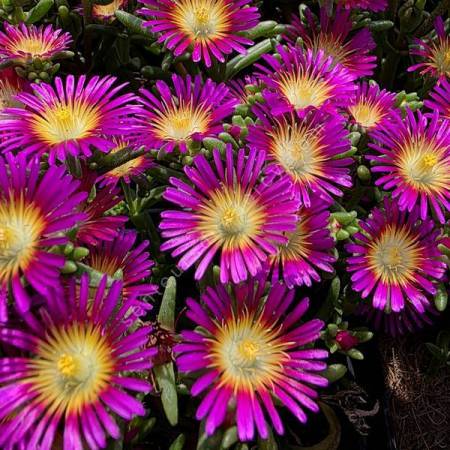 Delosperma 'Solstice Purple Bicolour' - Pourpier vivace rose et jaune