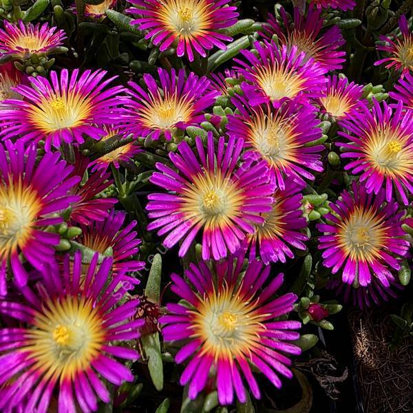 Delosperma 'Solstice Purple Bicolour' - Pourpier vivace rose et jaune