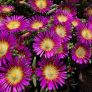 Delosperma 'Solstice Purple Bicolour' - Pourpier vivace rose et jaune