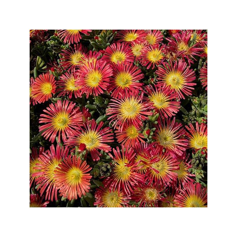 Delosperma 'Solstice Scarlet Red' - Pourpier vivace rouge