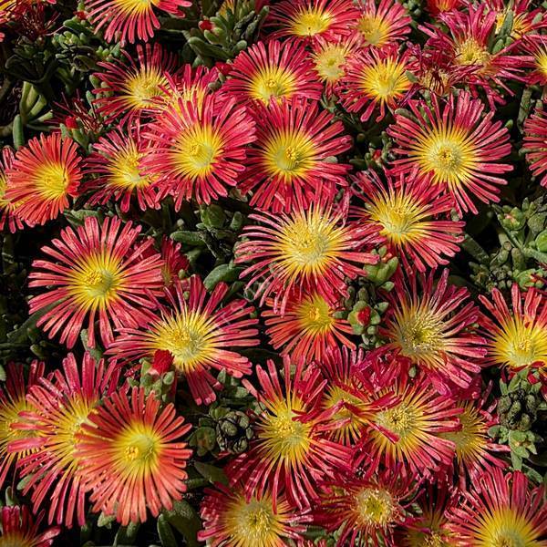 Delosperma 'Solstice Scarlet Red' - Pourpier vivace rouge