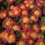 Delosperma 'Solstice Scarlet Red' - Pourpier vivace rouge