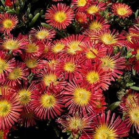 Delosperma 'Solstice Scarlet Red' - Pourpier vivace rouge