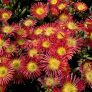 Delosperma 'Solstice Scarlet Red' - Pourpier vivace rouge