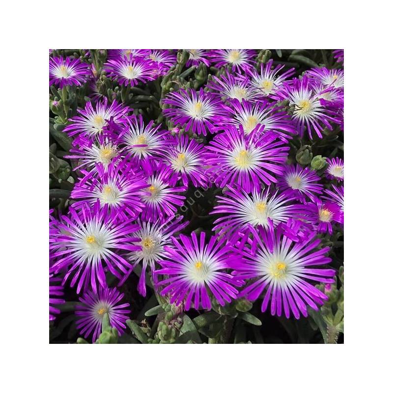 Delosperma 'Solstice Magenta' - Pourpier vivace rose et blanche
