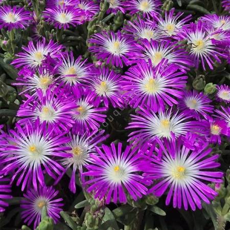 Delosperma 'Solstice Magenta' - Pourpier vivace rose et blanche