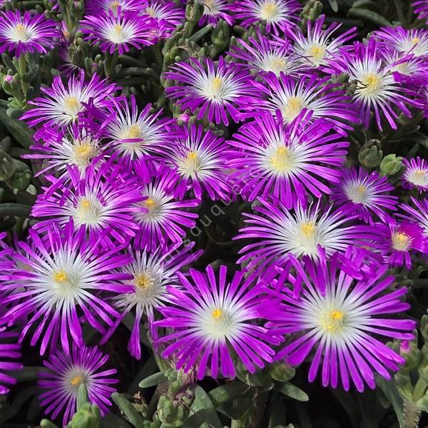 Delosperma 'Solstice Magenta' - Pourpier vivace rose et blanche