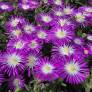 Delosperma 'Solstice Magenta' - Pourpier vivace rose et blanche