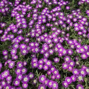 Delosperma 'Solstice Magenta' - Pourpier vivace rose et blanche