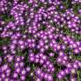 Delosperma 'Solstice Magenta' - Pourpier vivace rose et blanche